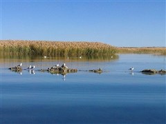 居延海